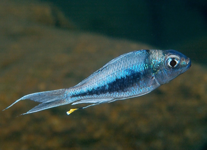 Ophthalmotilapia heterodonta 'Kiriza'